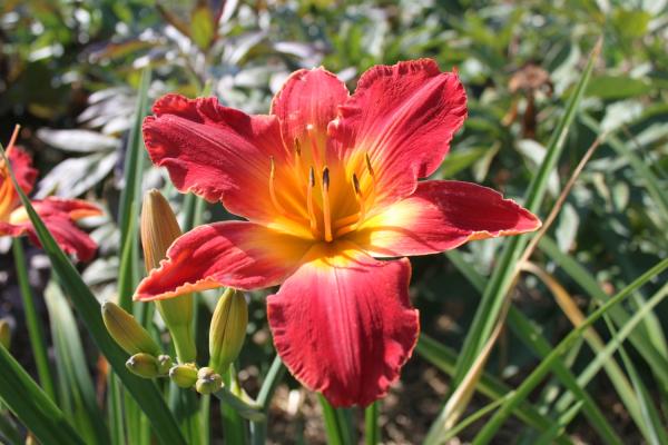 Hemerocallis Sanftes Feuer, Taglilie