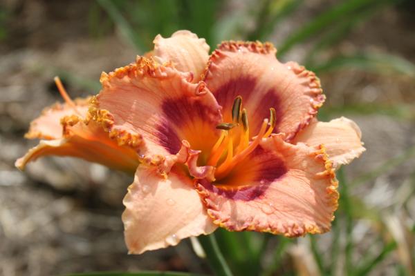 Hemerocallis Schmusebrülltiger, Taglilie