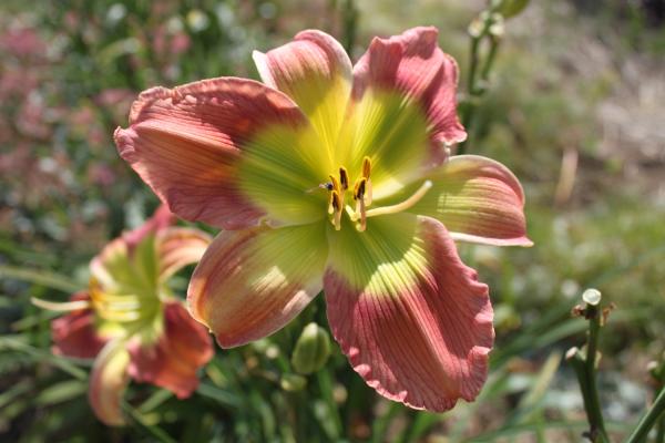 Hemerocallis Search for Green Pastures, Taglilie