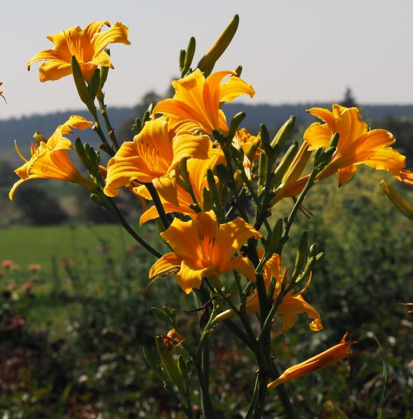 Hemerocallis Septembergruß, Taglilie