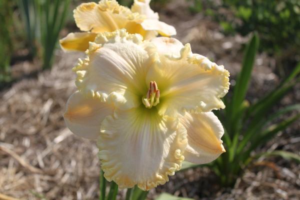 Hemerocallis Sheika, Taglilie