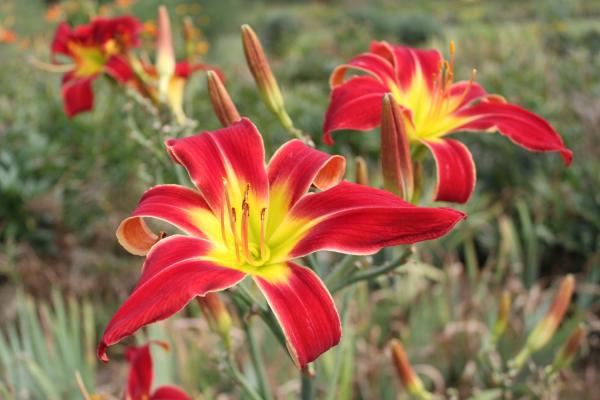 Hemerocallis Sky King, Taglilie
