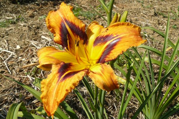 Hemerocallis Spacecoast Tigertail Tango, Taglilie