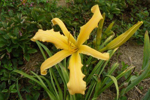 Hemerocallis Spinnaker, Taglilie