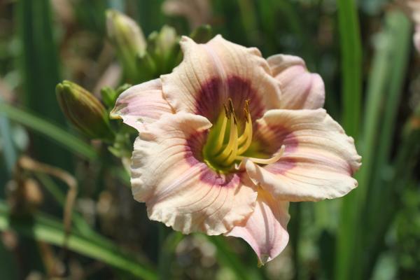 Hemerocallis Sterntaler, Taglilie
