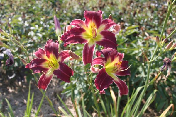 Hemerocallis Supersamy, Taglilie