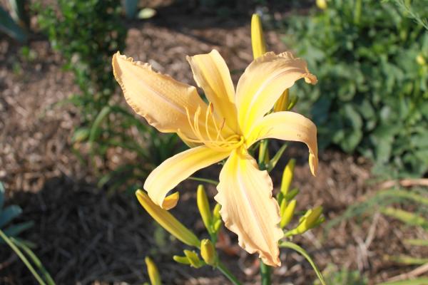 Hemerocallis Suzy Cream Cheese, Taglilie