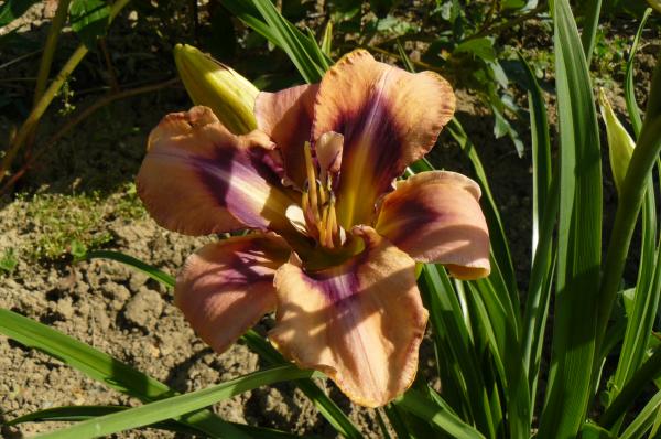 Hemerocallis Celestial Eyes, Taglilie