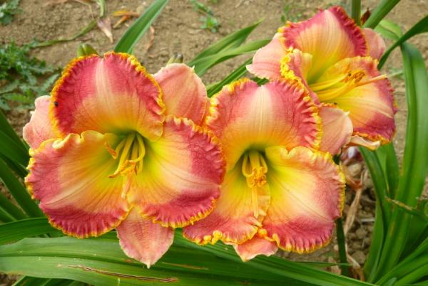 Hemerocallis Spring Garden Greetings, Taglilie