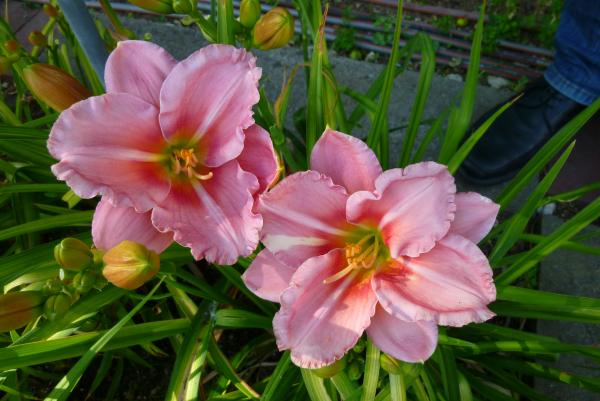 Hemerocallis Haller Silberschein, Taglilie