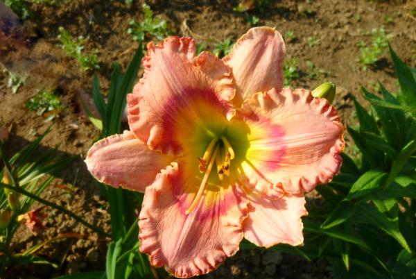 Hemerocallis Hearts and Flowers, Taglilie