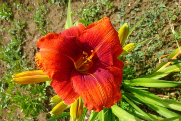 Hemerocallis Hot Town, Taglilie