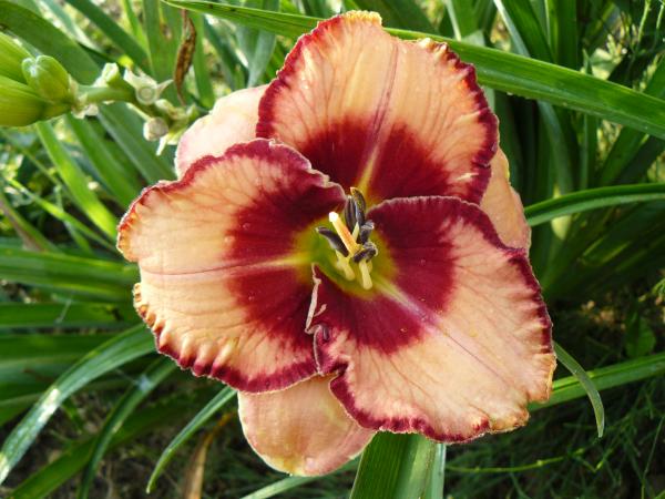 Hemerocallis Lies and Lipstick, Taglilie