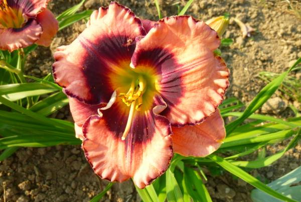 Hemerocallis Rock Solid, Taglilie