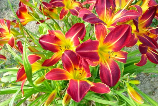 Hemerocallis Ruby Spider, Taglilie