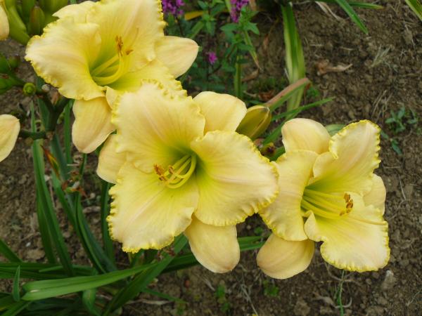 Hemerocallis Ruffled Pastel Cheers, Taglilie