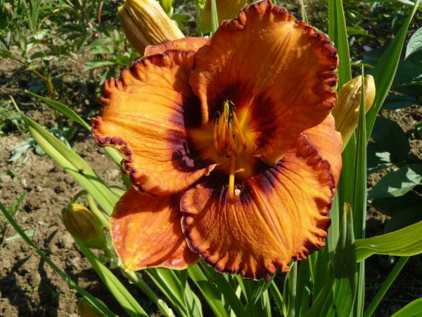 Hemerocallis San Luis Halloween, Taglilie