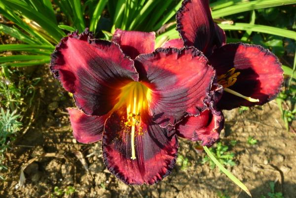 Hemerocallis Strawberries and Chocolate, Taglilie