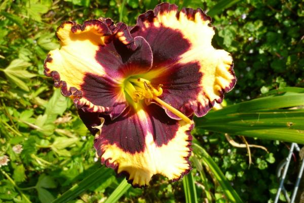 Hemerocallis The Dark Side, Taglilie