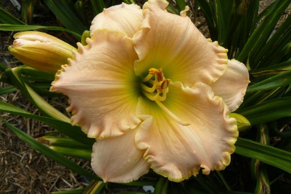 Hemerocallis Taos, Taglilie