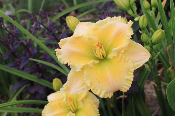 Hemerocallis Tavares Lemon Lime, Taglilie