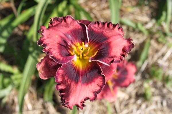 Hemerocallis The Band Played On, Taglilie
