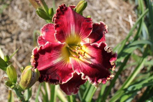 Hemerocallis The Ultimate Sacrifice Taglilie