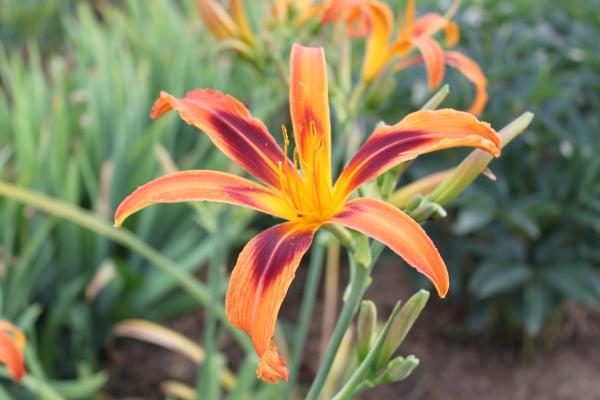 Hemerocallis Tigereye Spider Taglilie