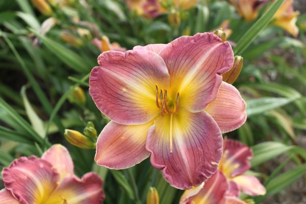 Hemerocallis Villas Rainbow, Taglilie