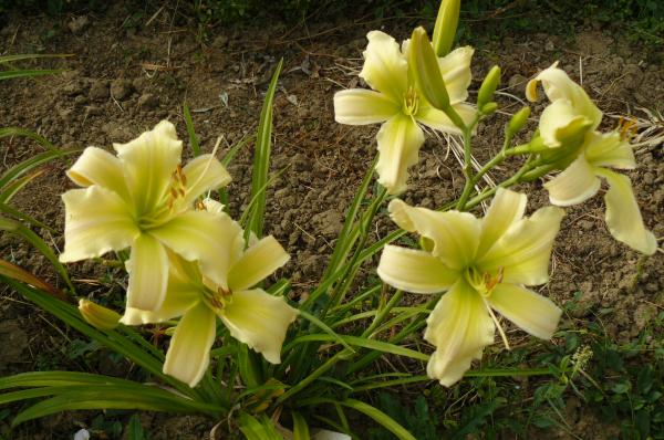 Hemerocallis Chesiers Lunar Moth, Taglilie