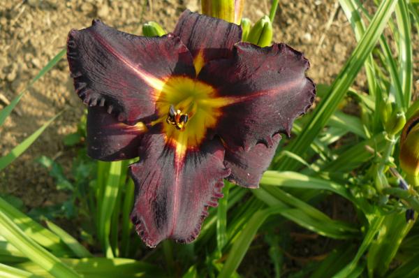 Hemerocallis Dunkler Baron, Taglilie