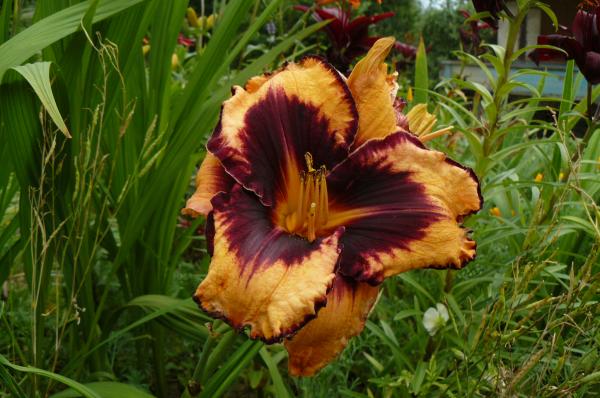 Hemerocallis Gavin Petit, Taglilie