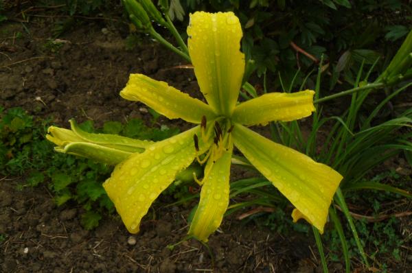 Hemerocallis Green Arrow, Taglilie