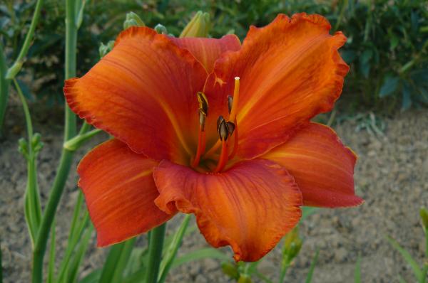 Hemerocallis Higher and Fire, Taglilie