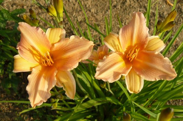 Hemerocallis Lady Inara, Taglilie
