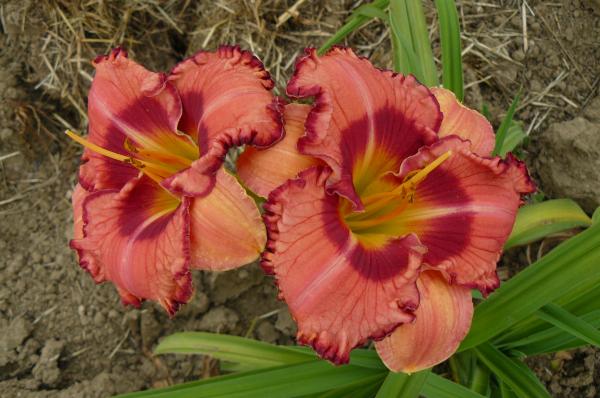 Hemerocallis Ledgewood Ring of Fire, Taglilie