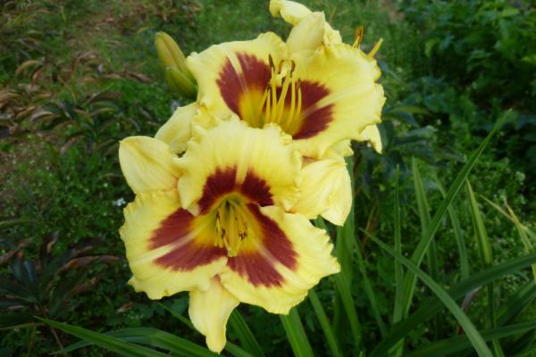 Hemerocallis Sachsen Nachtauge, Taglilie