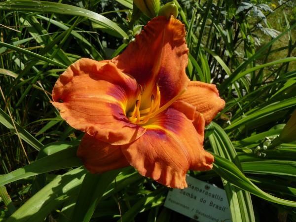 Hemerocallis Samba Do Brasil, Taglilie
