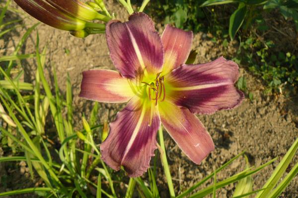 Hemerocallis Starman's Quest, Taglilie