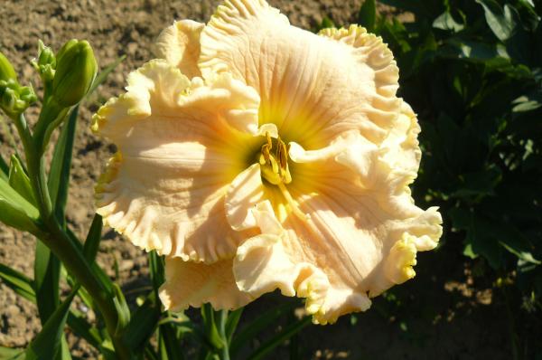 Hemerocallis Victorian Lace, Taglilie