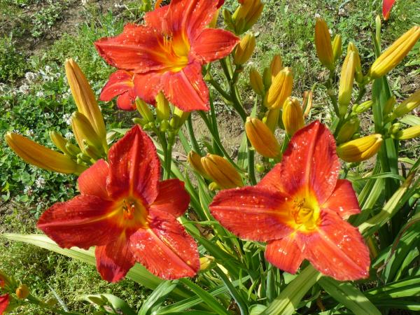 Hemerocallis Hexenritt, Taglilie