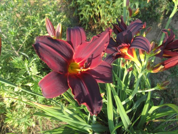 Hemerocallis Happy Apple, Taglilie