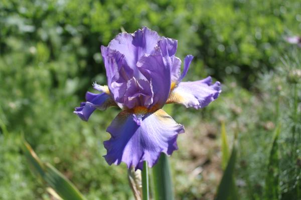 Iris barbata Comme un Volcan Schwertlilie