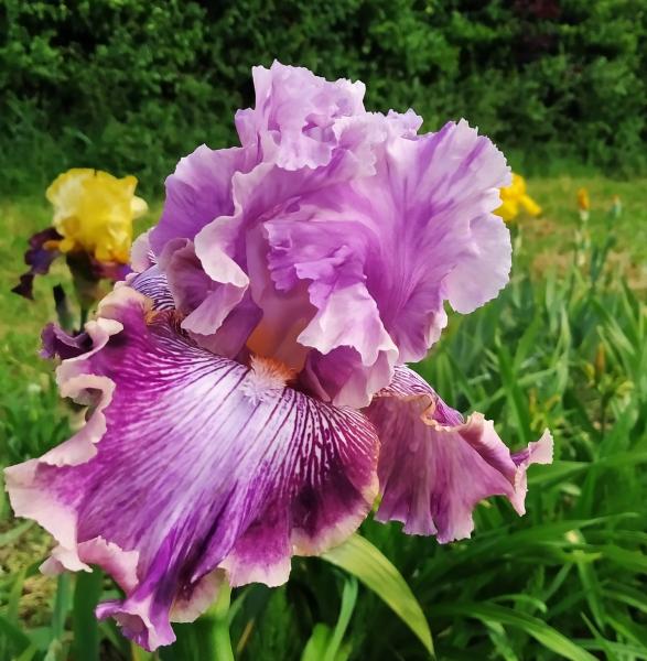 Iris barbata Die Laughing, Schwertlilie