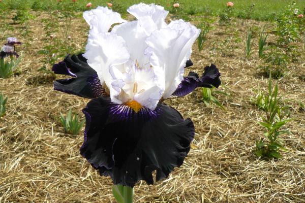 Iris barbata Domino Noir Schwertlilie