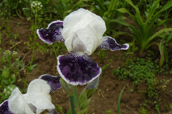Iris barbata Frosted Velvet