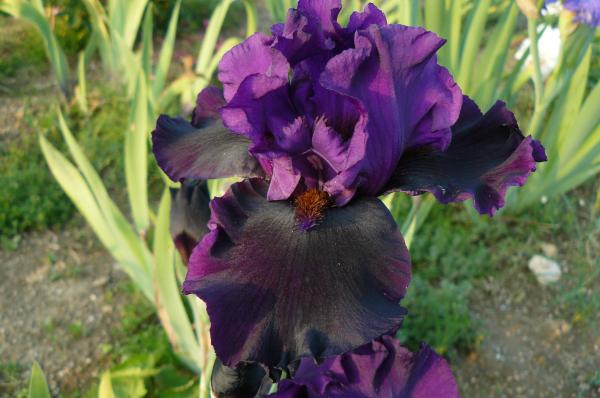 Iris barbata Gerit, Schwertlilie