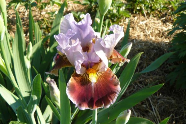 Iris barbata Man's Best Friend, Schwertlilie