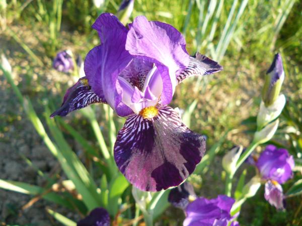 Iris barbata Daemon Imp, Schwertlilie