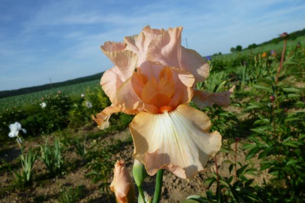 Iris barbata Dixie Darling